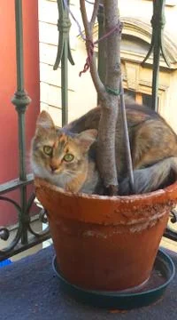 Focaccina, a beautiful cat 스톡 사진