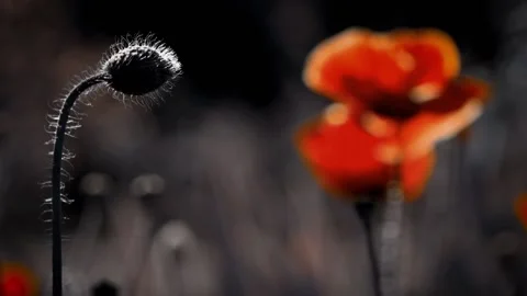 Focal approximation of poppy originality.Front panorama. Stock Footage 98558672