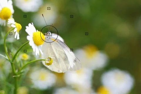 Focal point Stock Photos