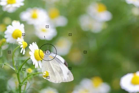 Focal point Stock Photos