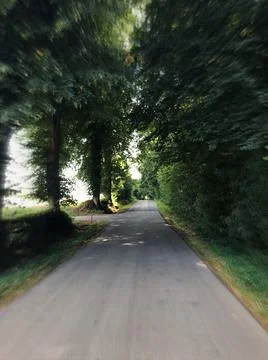 Focal zoom of scenic empty tree alley road under tall tree crowns Stock Photos
