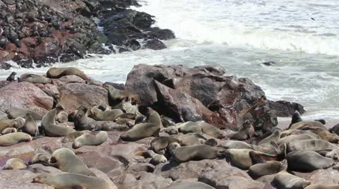 Focas 003.mp4 Stock Footage 22293958