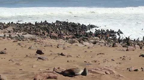 Focas001.mp4 Stock Footage 22293618