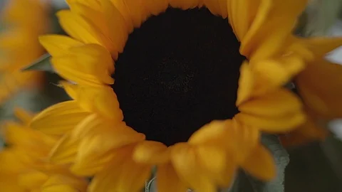FOCUS IN TO 3 SUNFLOWERS Stock Footage 107307425