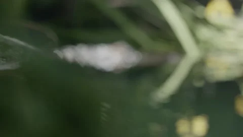 Focus Aligator Stock Footage 170732430