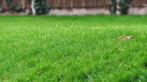 Focus and defocus on green grass lawn during light rain. Stock Footage 87852922