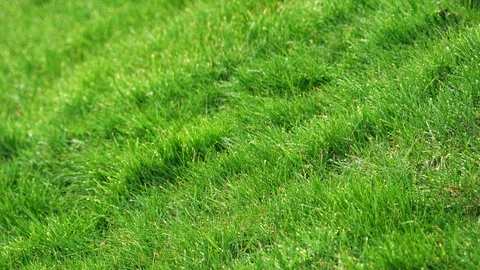 Focus and defocus on green grass lawn during rain Video stock 87861333