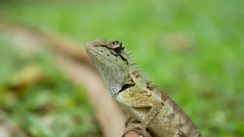 Focus and not focus chameleon sitting on dry brown long leaf on green grass f Video stock 94986111