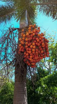 Focus on Areca catechu (Areca nut palm, Betel Nuts) Stock Photos
