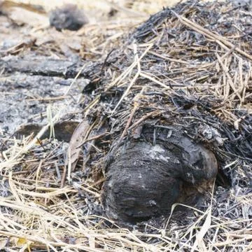 Focus the ashes of the coconut that was on fire. Stock Photos