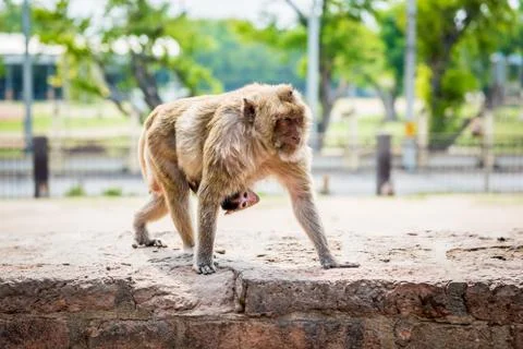 Focus baby monkey Stock Photos