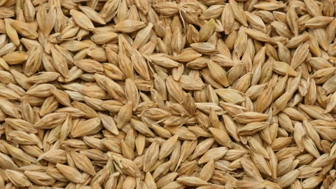 Focus Background view of rotate Barley grains 库存影片 162645228