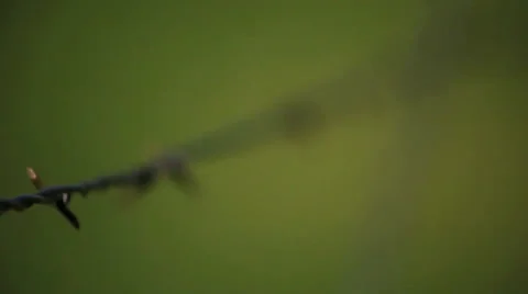 Focus on Barbed Wire Stock Footage 34538671