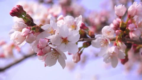 Focus of beautiful branches of pink Cherry blossoms Beautiful Sakura flower.. Stock Footage 272451959