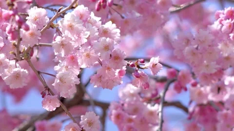 Focus of beautiful branches of pink Cherry blossoms Beautiful Sakura flower.. Stock Footage 272455480