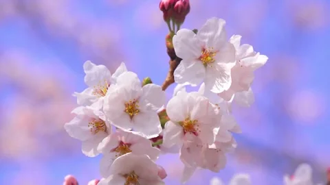 Focus of beautiful branches of pink Cherry blossoms Beautiful Sakura flower.. Stock Footage 272455696