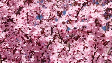 Focus of beautiful branches of pink Cherry blossoms Beautiful Sakura flower.. Stock Footage 272455788