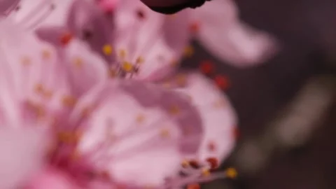 Focus of beautiful branches of pink Cherry blossoms Beautiful Sakura flower.. Stock Footage 272455882