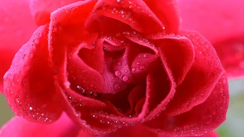 Focus on a beautiful flower of a red rose with water drops Stock Footage 118591032