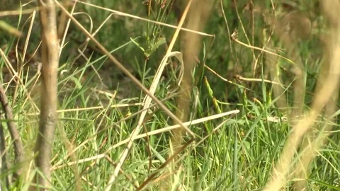 Focus beetwen Branch and Grass Stock Footage 80489480