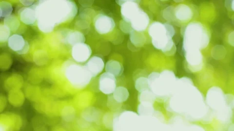 Focus being pulled through leafs Stock-Footage 78563936