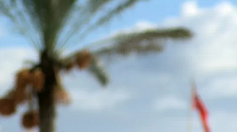 A Focus On Bermuda Vidéo 678140