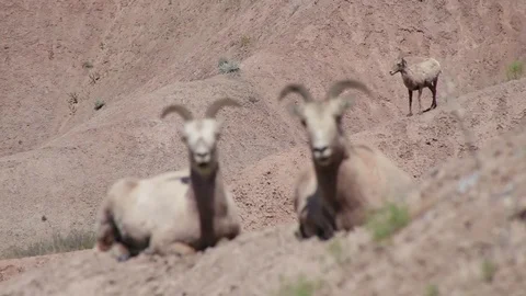 Focus to Bighorn Sheep 스톡 동영상 79544013