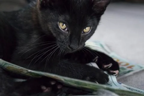 Focus on black kitten playing with bills Stock Photos