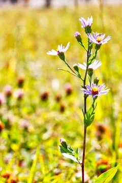 Focus on Blooming Smooth Blue Aster Flower With Defocused Background Stock Photos