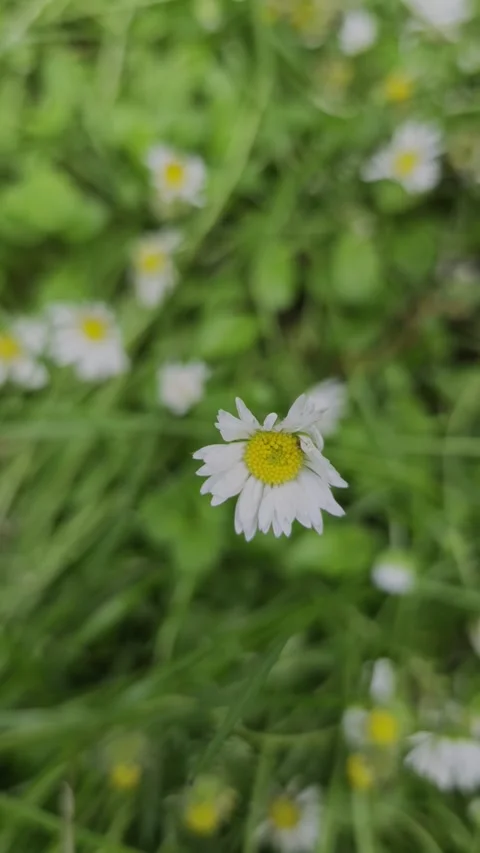 Focus from a blurry close-up of a single small daisy into a sharp, stunniwers. Stock Footage 336716858