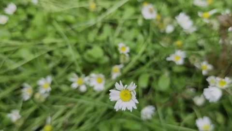 Focus from a blurry close-up of a single small daisy into a sharp, stunniwers. Stock Footage 336716859