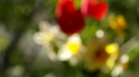 Focus bouquet of flowers Stock Footage 11289822