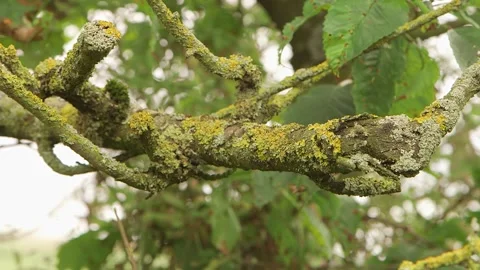 Focus on branch with lichen Vidéo 143734928