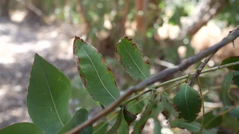 Focus on a branch in the wind Stock Footage 281995756