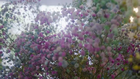 Focus Breathing of Flowers Video stock 201215377