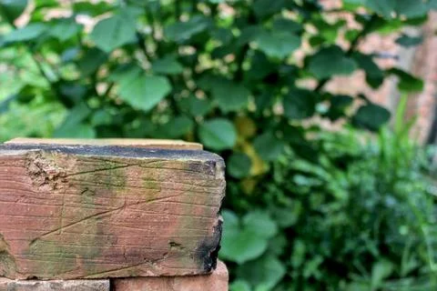 Focus bricks and blurry trees Stock Photos