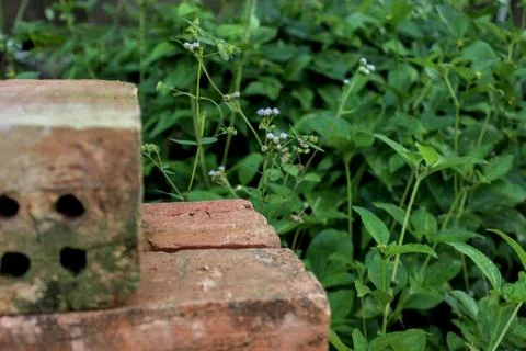 Focus bricks and wild trees Stock Photos