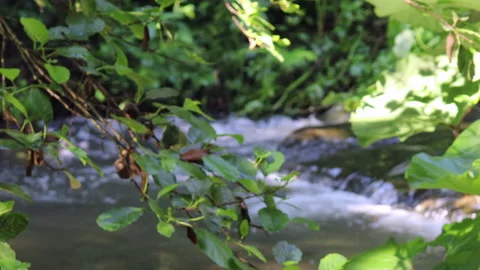 Focus on the brook in the woods - 4K - ProRes Stock Footage 155391626