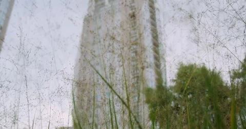 Focus of the camera goes through the tall green grass to the tall residential Vidéo 217909578