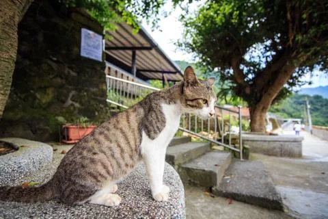 Focus cat with nice background Stock Photos