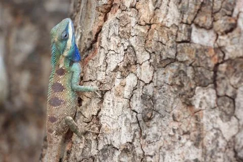 Focus a chameleon on tree. Stock Photos
