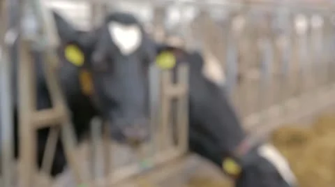 Focus change of cow closeup Stock Footage 22215137