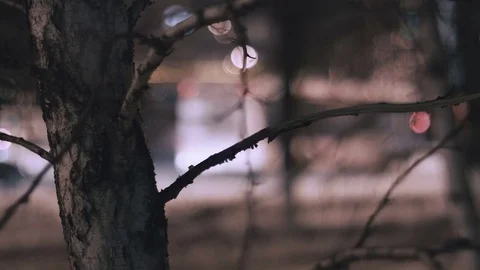 Focus change from dry tree to night winter road with passing cars. Stock Footage 81713931