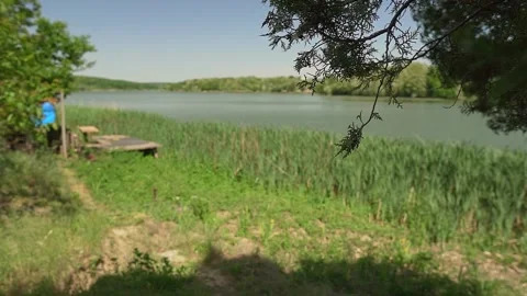 Focus change from a evergreen tree to green grass on a shore of a lake Moharac Stock Footage 269540905