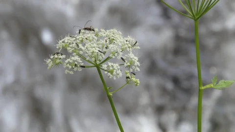 Focus change from flower and insect to fast torrent water Stock-Footage 112750558