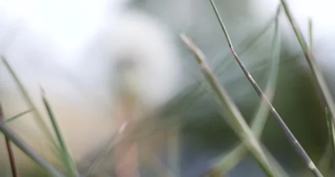 Focus change from grass to dandelion Stock Footage 130480681