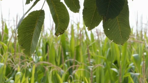 Focus change from green leaves to corn field Stock Footage 112750190