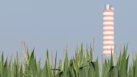 Focus change from maize field to chimney Stock Footage 112005017