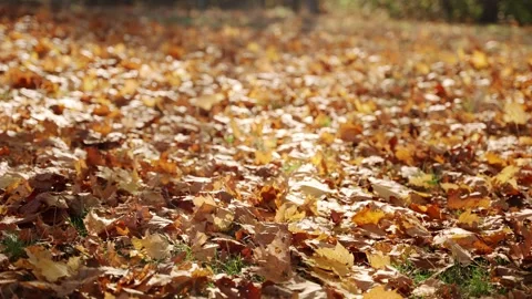 Focus change on many fallen orange dry leaves on the ground in an outdoor park Stock Footage 256723929