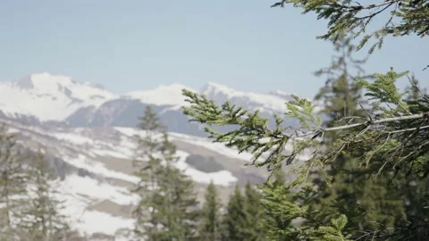 Focus change from mountains in snow to pine trees branch moving in the cold wind Stock Footage 231256932